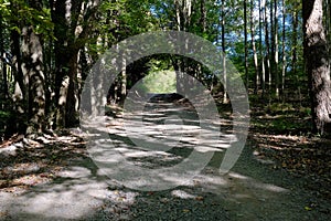 Trees Arching Over Dirt Path in Poconos