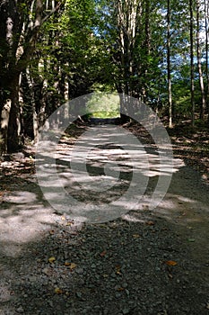 Trees Arching Over Dirt Path in Poconos