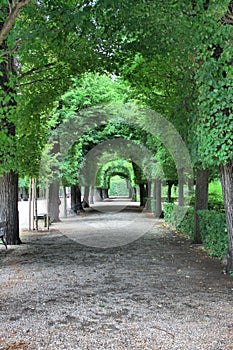 Trees arching over a pathway