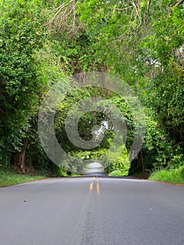 Trees Arching Over Road