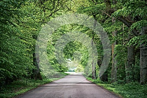 Trees arching over road with converging lines at the horizon of a long path through the woods. Green branches hanging over roadway