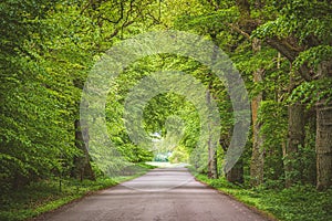 Trees arching over road with converging lines at the horizon of a long path through the woods. Green branches hanging over roadway