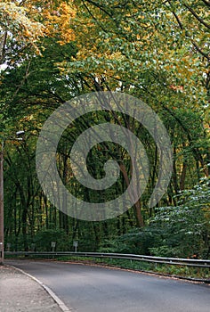 Trees arching over road with converging lines at the horizon of a long path through the woods. Green branches hanging over roadway