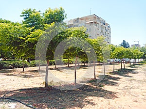 Trees area in city