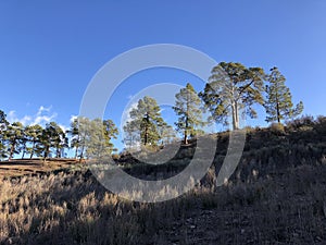 Trees around Las Ninas Reservoir photo