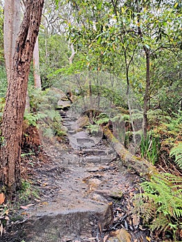 Trees and Australian bush on the Flat Rock Creek Track. In Sydney New South Wales Australia