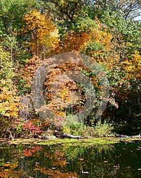 Trees in autumn