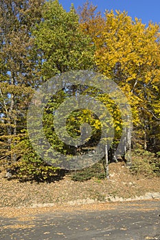 Trees in Autumn