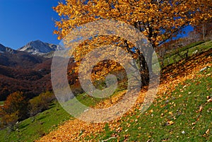 Trees in autumn