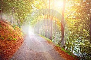 Trees with autumn colors early in the morning mist