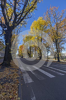 Trees with autumn colors on the streets of Vercelli, Piedmont, Italy
