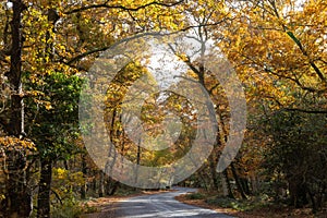 Trees in autumn colour, golden leaves in forest setting with winding road