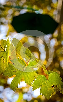 Trees in the autumn decimal forest