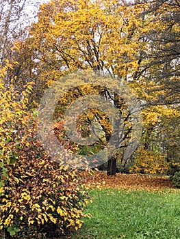 Trees, autumn in Dendrological Park Arboretum Silva