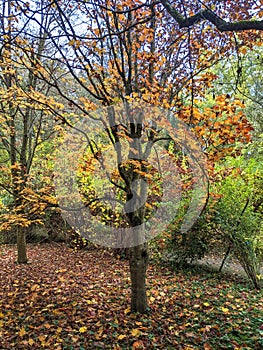 Trees, autumn in Dendrological Park Arboretum Silva