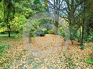 Trees, autumn in Dendrological Park Arboretum Silva