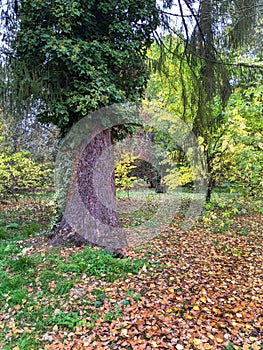 Trees, autumn in Dendrological Park Arboretum Silva