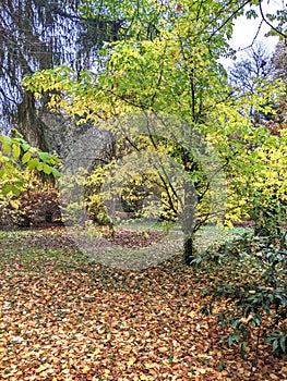 Trees, autumn in Dendrological Park Arboretum Silva