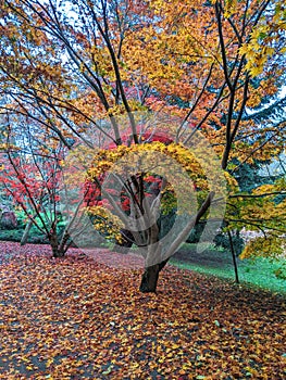 Trees, autumn in Dendrological Park Arboretum Silva