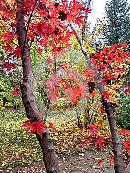 Trees, autumn in Dendrological Park Arboretum Silva