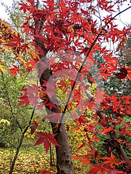 Trees, autumn in Dendrological Park Arboretum Silva