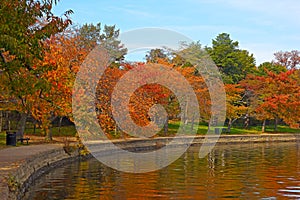 Trees in autumn foliage along Tidal Basin walkway, Washington DC.