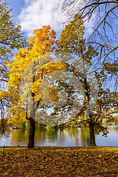 Trees in autumn foliage in Catherine park, Pushkin Tsarskoe Selo, Saint Petersburg, Russia