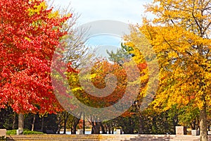 Trees in autumn foliage at Franklin Delano Roosevelt Memorial in Washington DC.