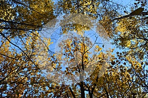 Trees in autumn forest on the background of blue sky. View from below on golden leaves on treetops