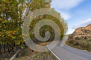 Alberi autunno più vicino 