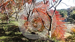 Trees in Autumn in Obara Shikizakura, Toyota Shi, Aichi, Japan