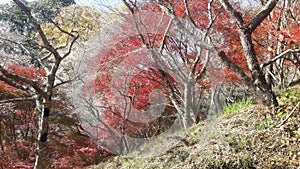 Trees in Autumn in Obara Shikizakura, Toyota Shi, Aichi, Japan