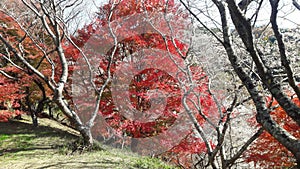 Trees in Autumn in Obara Shikizakura, Toyota Shi, Aichi, Japan