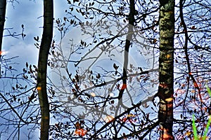 Trees in an autumn park. A pond and trees reflection.