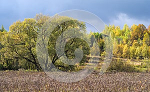 Trees in autumn, Russia