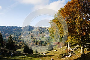 Trees in autumn season background. Autumn lansdscape