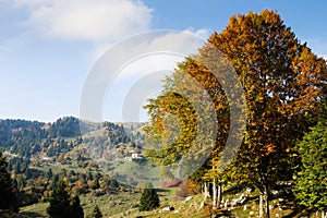 Trees in autumn season background. Autumn lansdscape