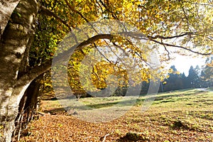 Trees in autumn season background. Beauty in nature. Autumn lansdscape