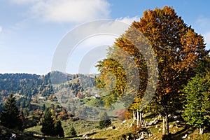 Trees in autumn season background. Autumn lansdscape photo