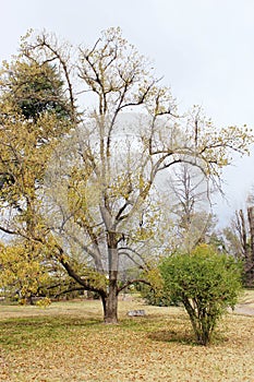 Trees in autumn time, colorful leaves on lawn