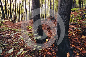 Trees in autumn woods with colorful leaves