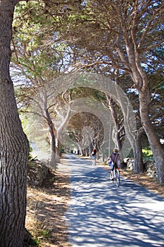 Trees avenue