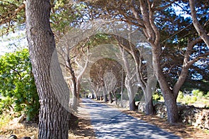 Trees avenue