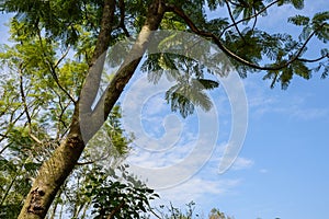 Trees in azure sky at sunny noon