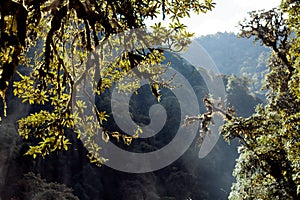 Trees on the background with the rainforest Himalayas mountain NEPAL