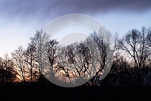 Trees On Background After Sunset On Evening