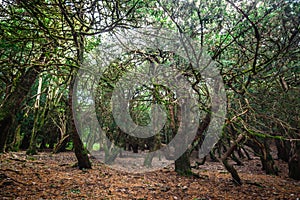Trees in Badde Salighes forest