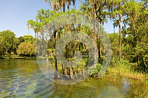 Trees on the banks of the crystal river