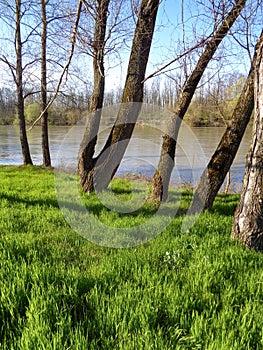 Trees on the banks of the Mures River - Arad city - Romania