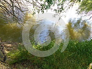 Alberi sul banche da un fiume la città 